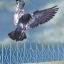 anti_bird_spikes_04