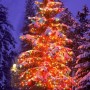 Christmas Lights